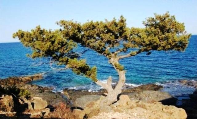 이솔라 로사 Tanca Della Torre Trilocale Vista Mare 아파트 외부 사진